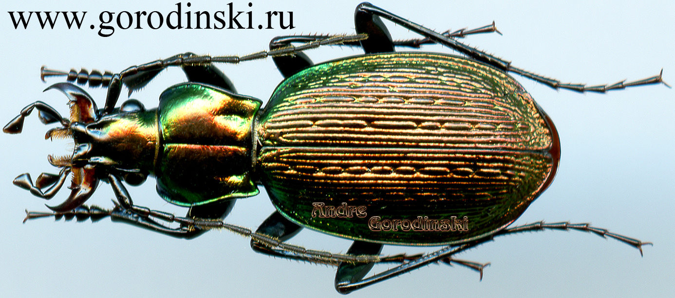 http://www.gorodinski.ru/carabus/Microplectes argonautarum reischitzi.jpg